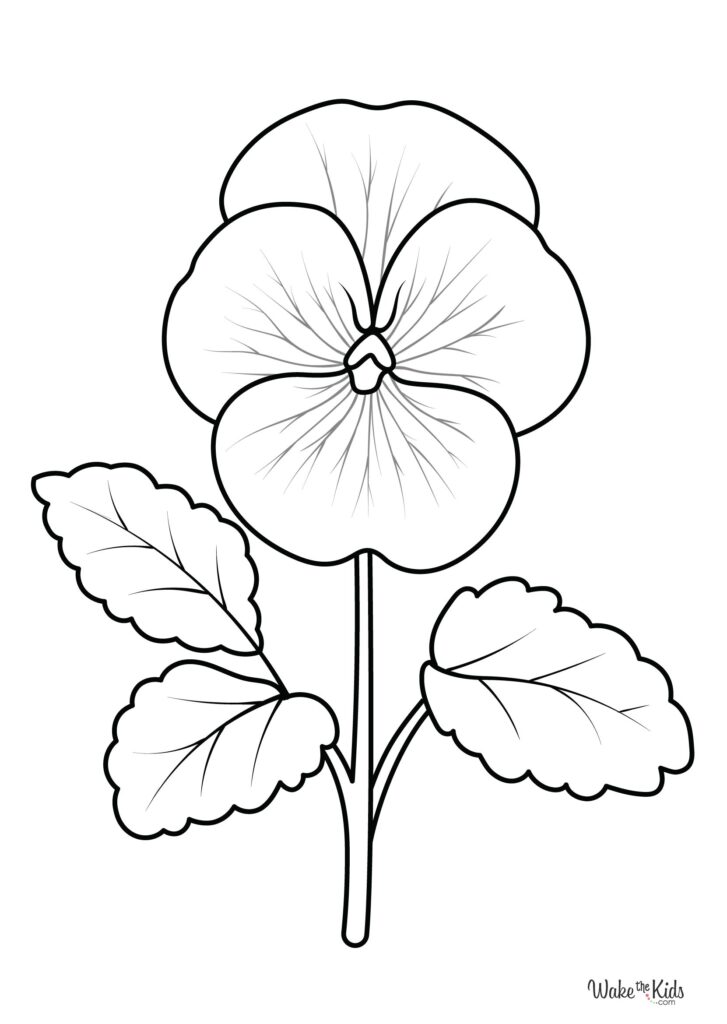 Pansy Coloring Pages