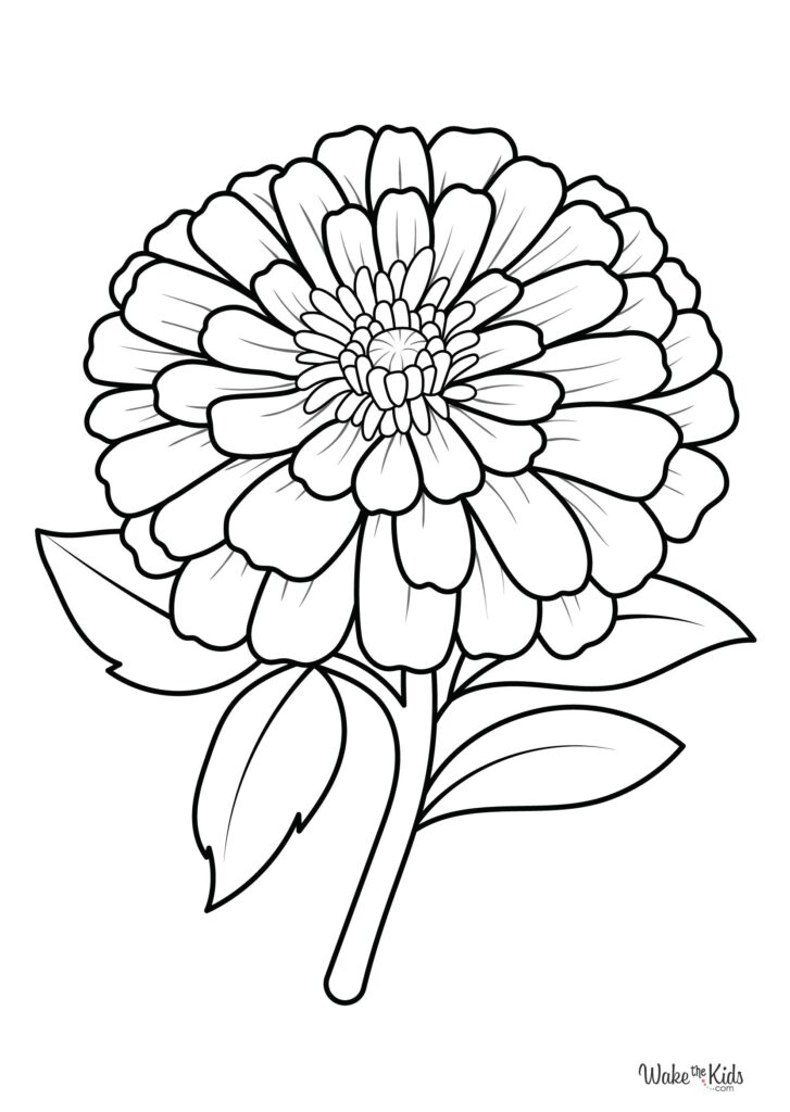 Zinnia Coloring Pages