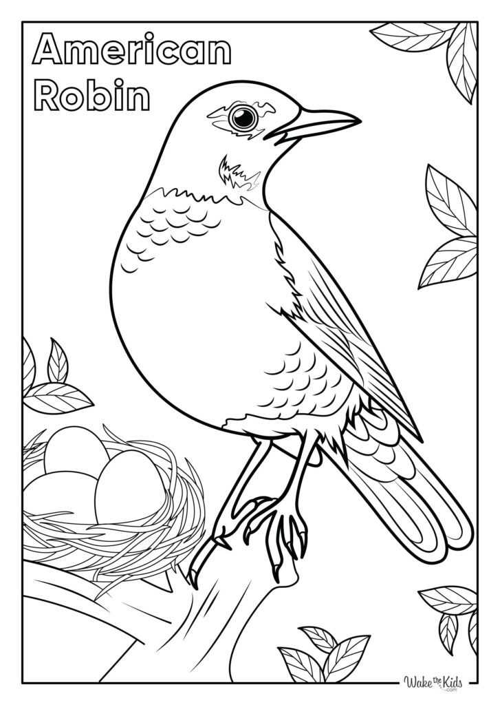 American Robin Coloring Pages