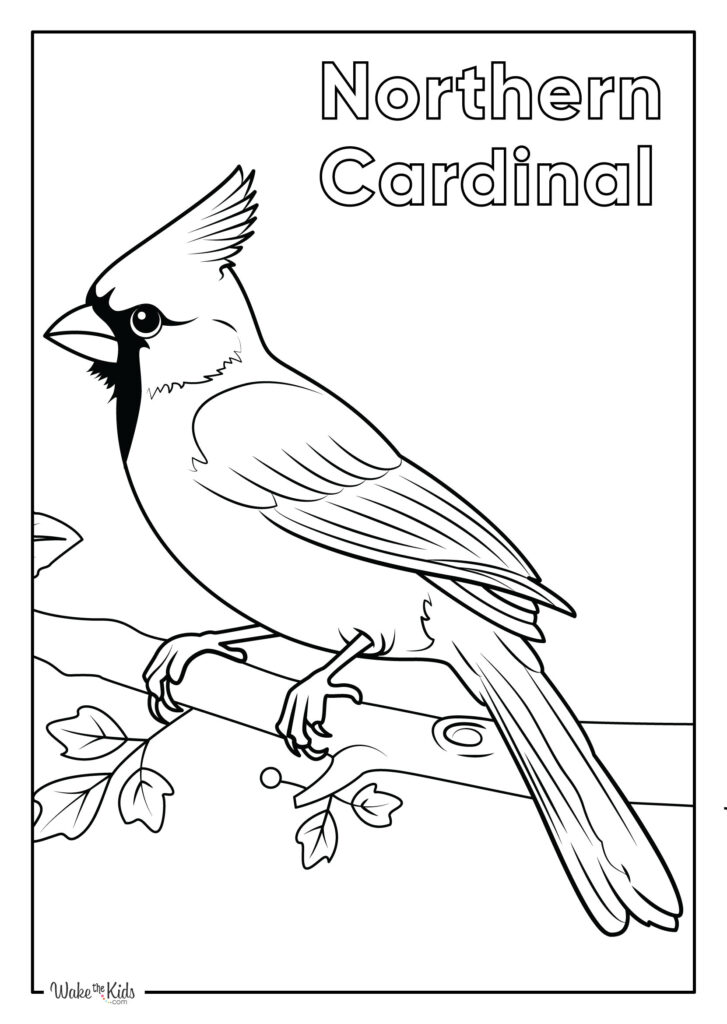 Northern Cardinal Coloring Pages