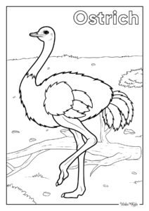 Ostrich Coloring Pages