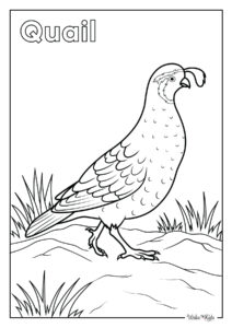 Quail Coloring Pages