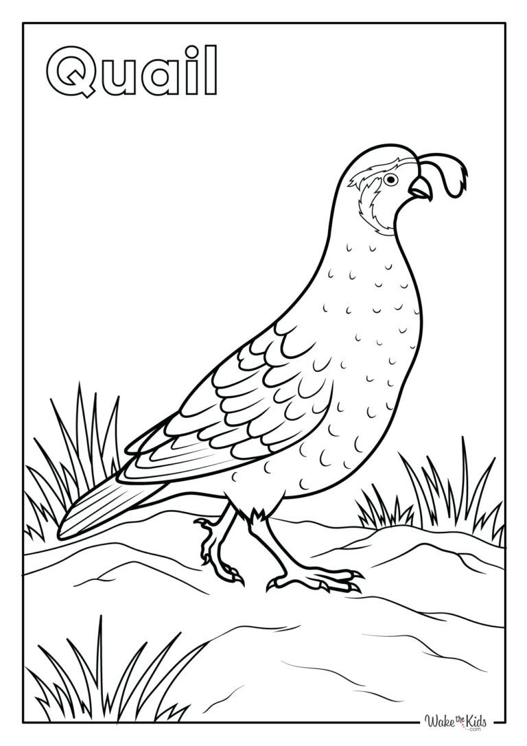 Quail Coloring Pages