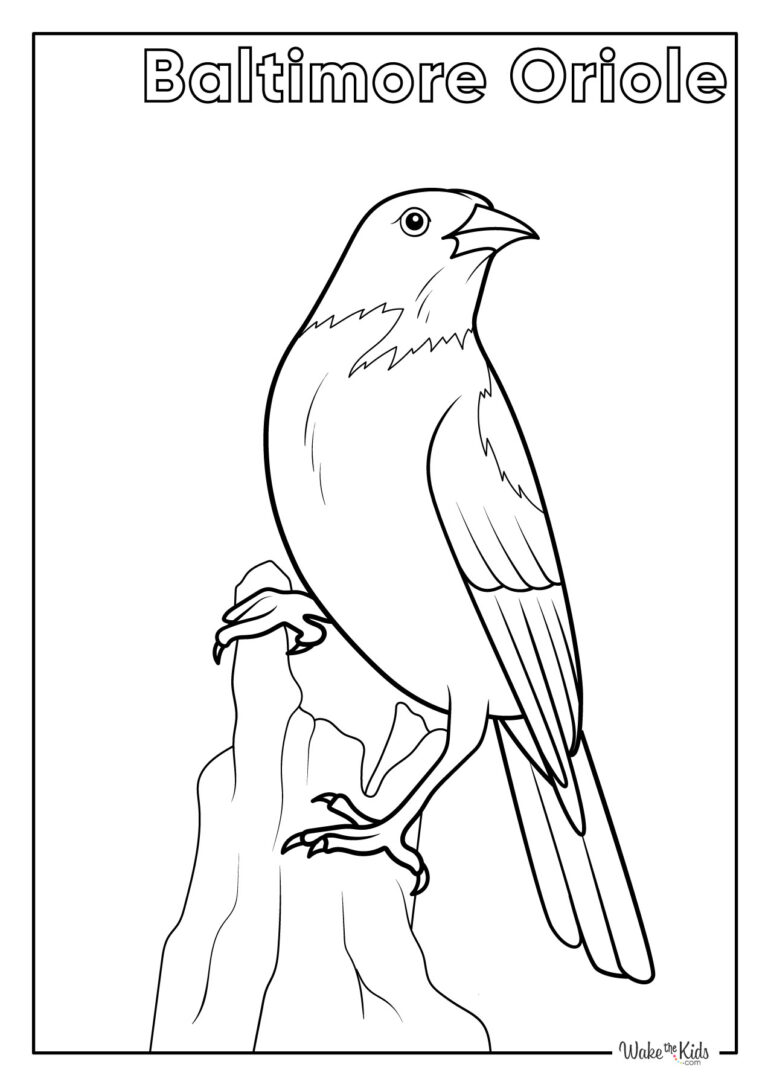 Baltimore Oriole Coloring Pages (Free Printable PDFs) | WakeTheKids