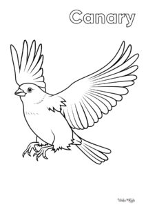 Canary Coloring Pages