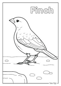 Finch Coloring Pages