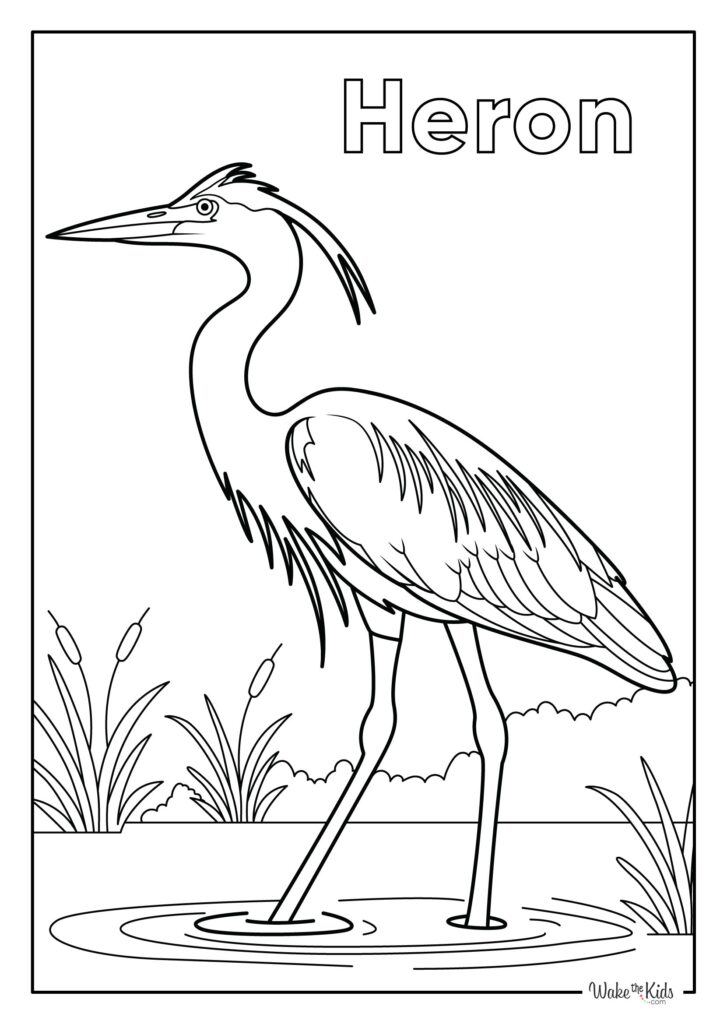 Heron Coloring Pages