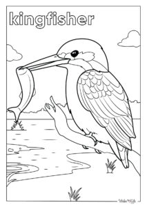 Kingfisher Coloring Pages