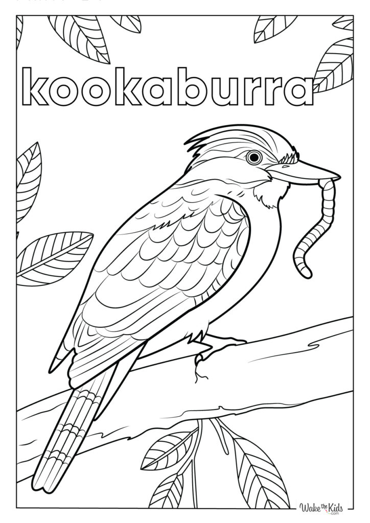 Kookaburra Coloring Pages