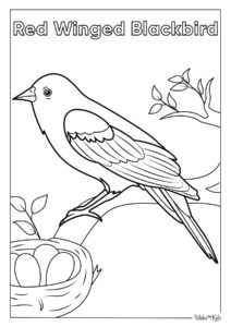 Red-Winged Blackbird Coloring Pages