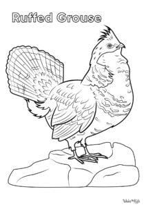 Ruffed Grouse Coloring Pages