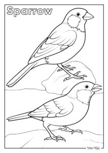 Sparrow Coloring Pages