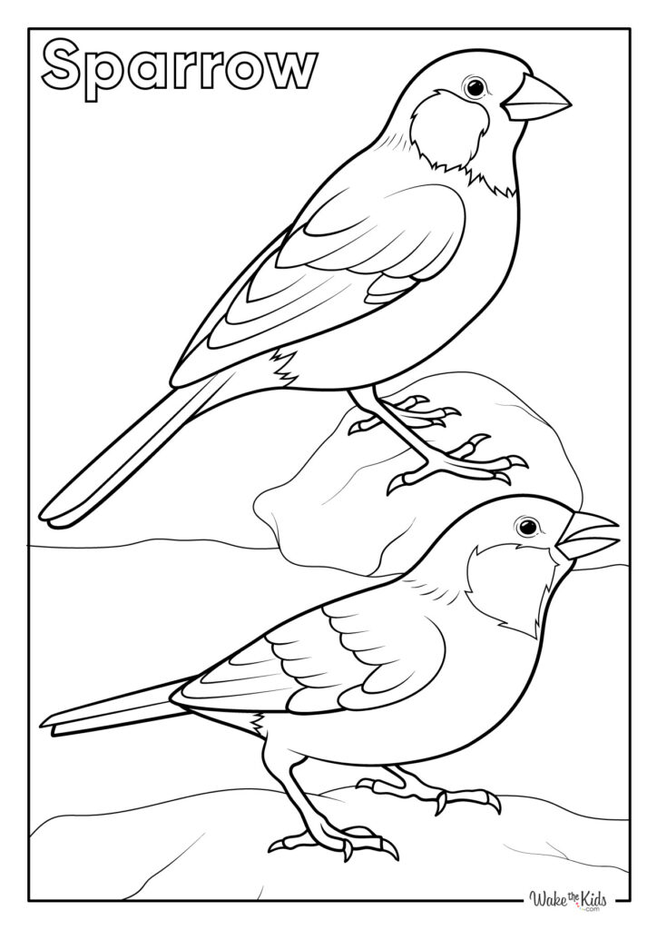 Sparrow Coloring Pages