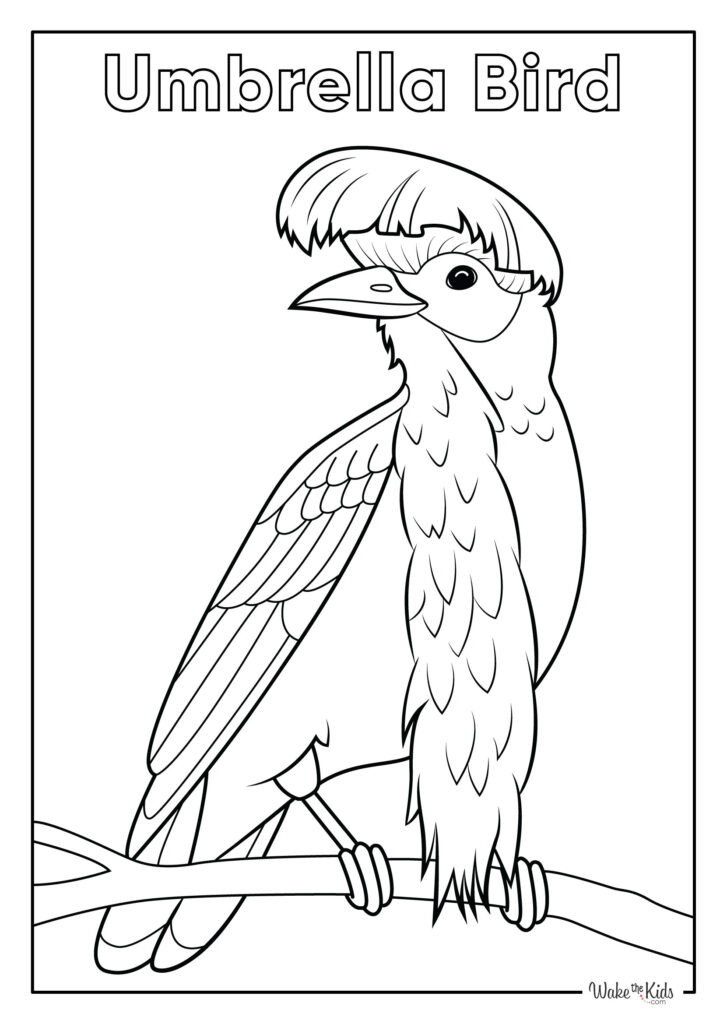 Umbrellabird Coloring Pages