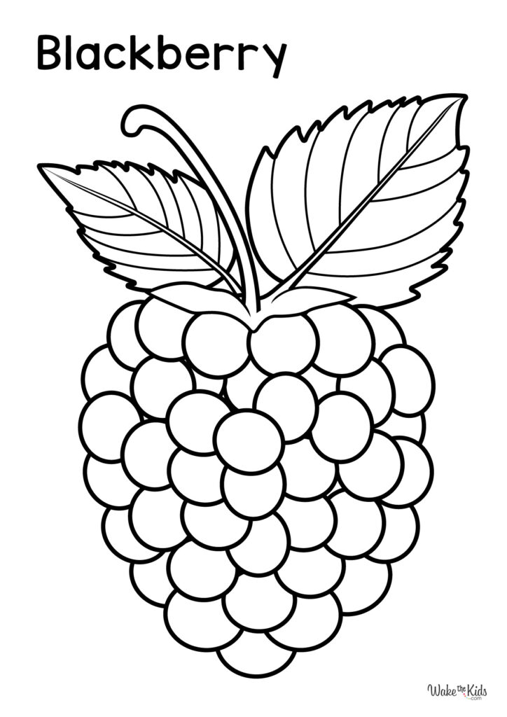 Blackberry (Fruit) Coloring Pages