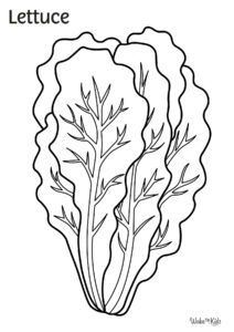 Lettuce Coloring Pages