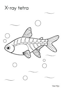 X-Ray Tetra Coloring Pages