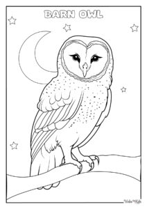 Barn Owl Coloring Pages