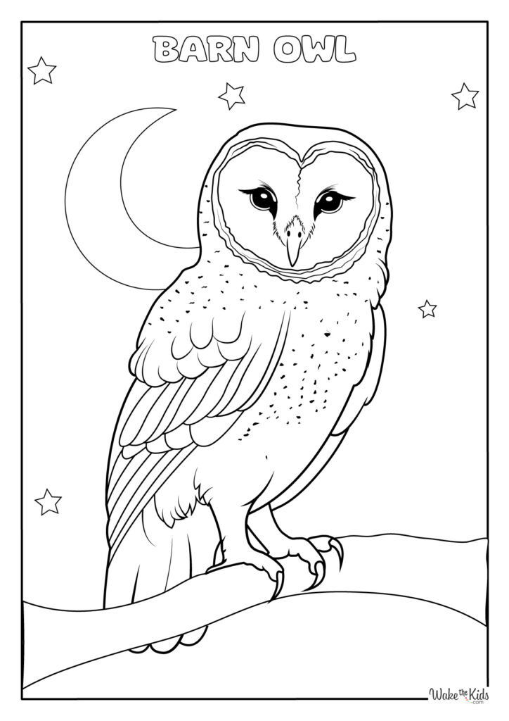 Barn Owl Coloring Pages