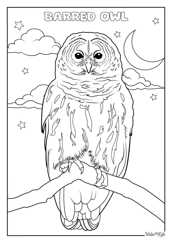 Barred Owl Coloring Pages