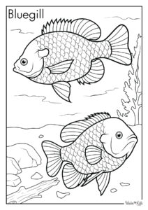 Bluegill Coloring Pages