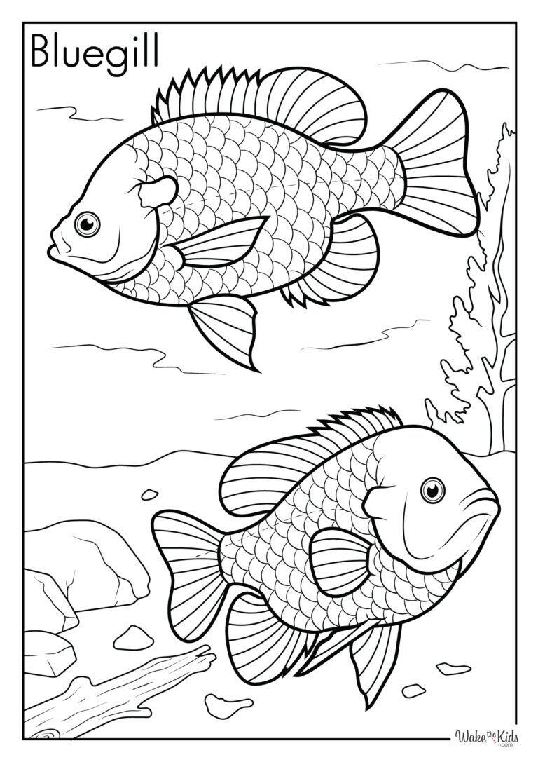 Bluegill Coloring Pages