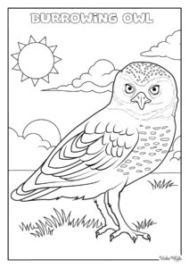 Burrowing Owl Coloring Pages