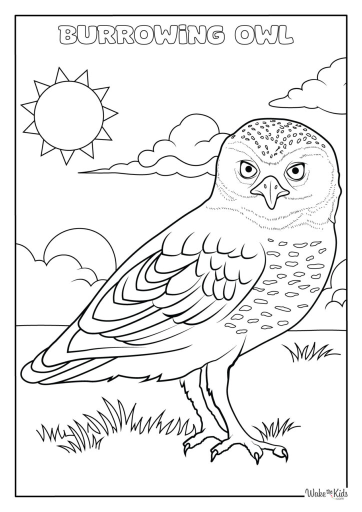 Burrowing Owl Coloring Pages