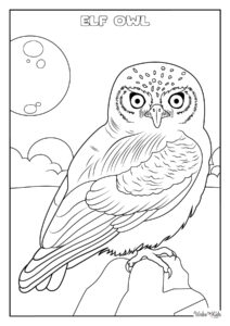 Elf Owl Coloring Pages