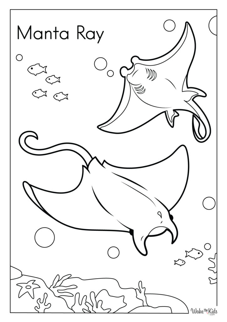 Manta Ray Coloring Pages