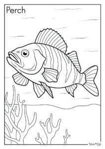 Perch Coloring Pages