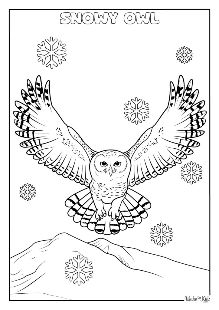 Snowy Owl Coloring Pages