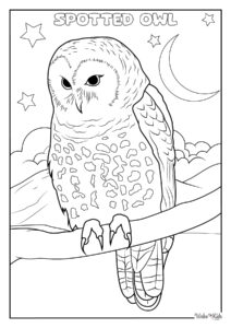 Spotted Owl Coloring Pages