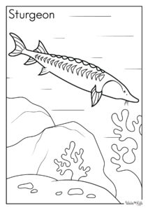 Sturgeon Coloring Pages