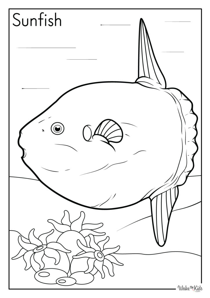 Sunfish Coloring Pages
