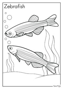 Zebrafish Coloring Pages