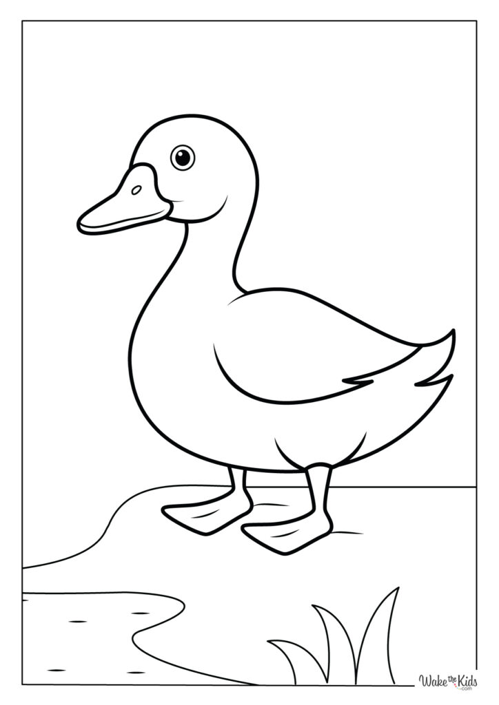 Duck Coloring Pages