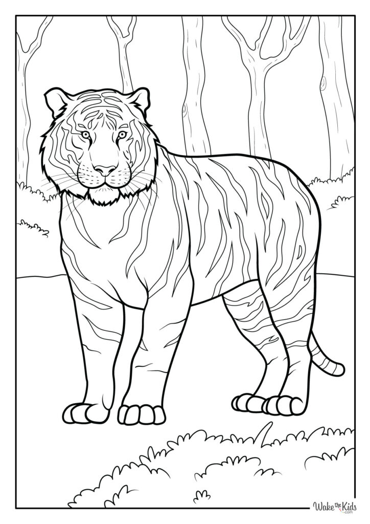 Tiger Coloring Pages