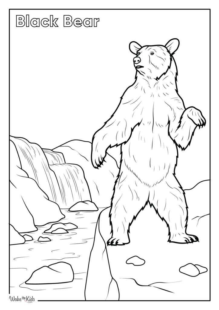 Black Bear Coloring Pages