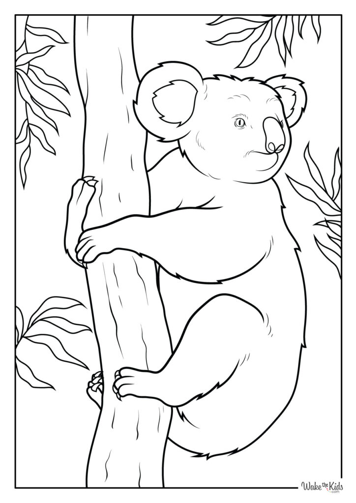 Koala Coloring Pages