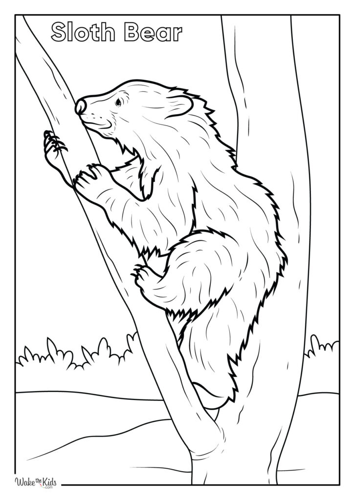 Sloth Bear Coloring Pages