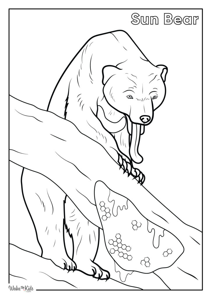 Sun Bear Coloring Pages