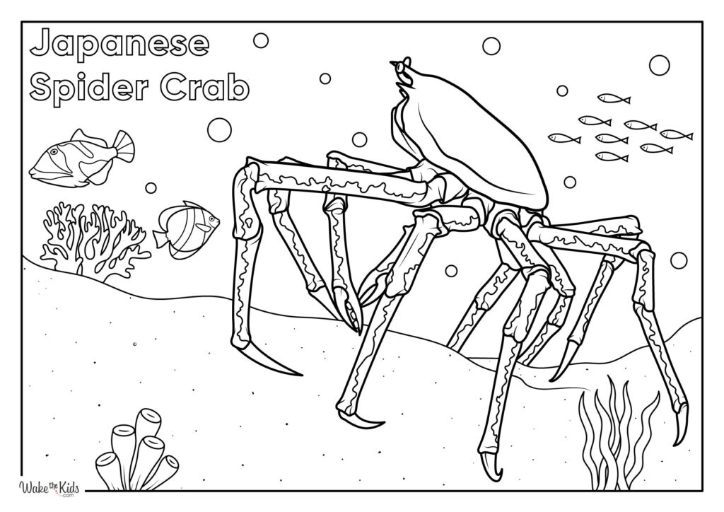 Crab Coloring Pages (Free Printable PDFs) | WakeTheKids