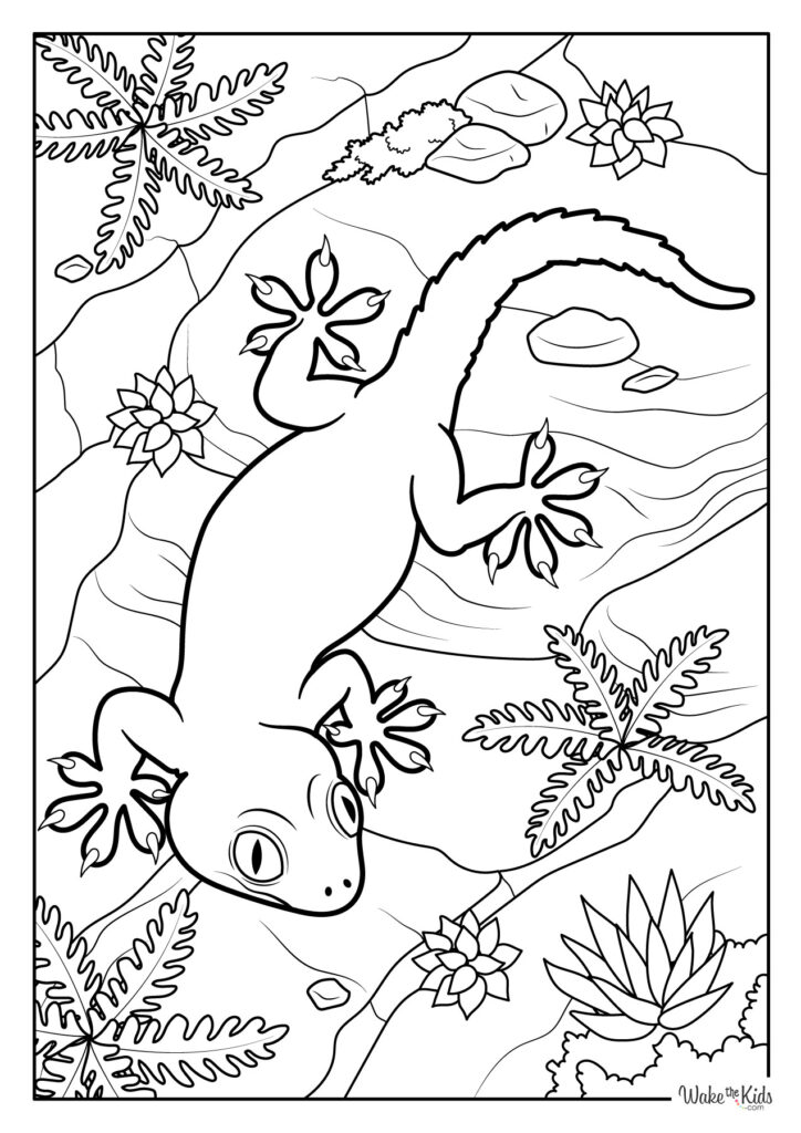 Gecko Coloring Pages